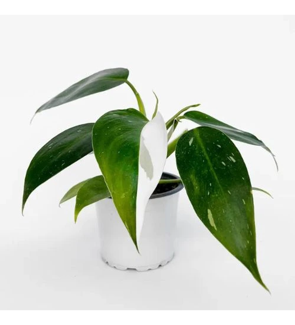 Philodendron White Princess