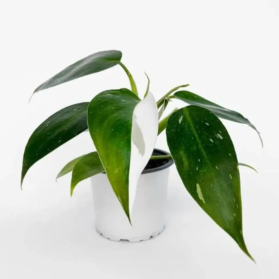 Philodendron White Princess 1