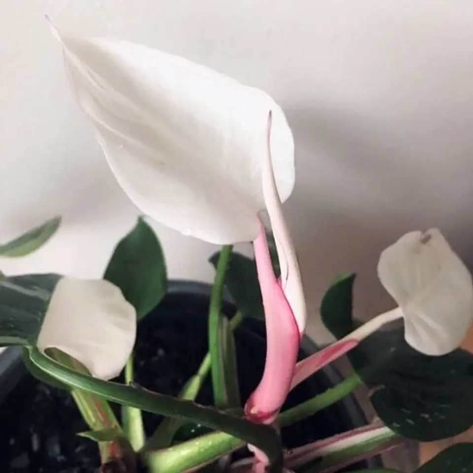 Philodendron White Princess 2