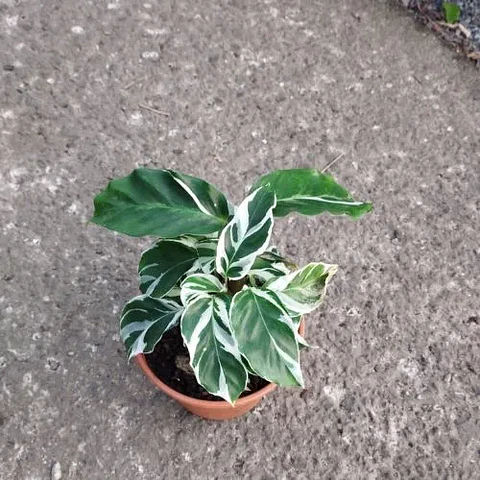 Calathea White Fussion 