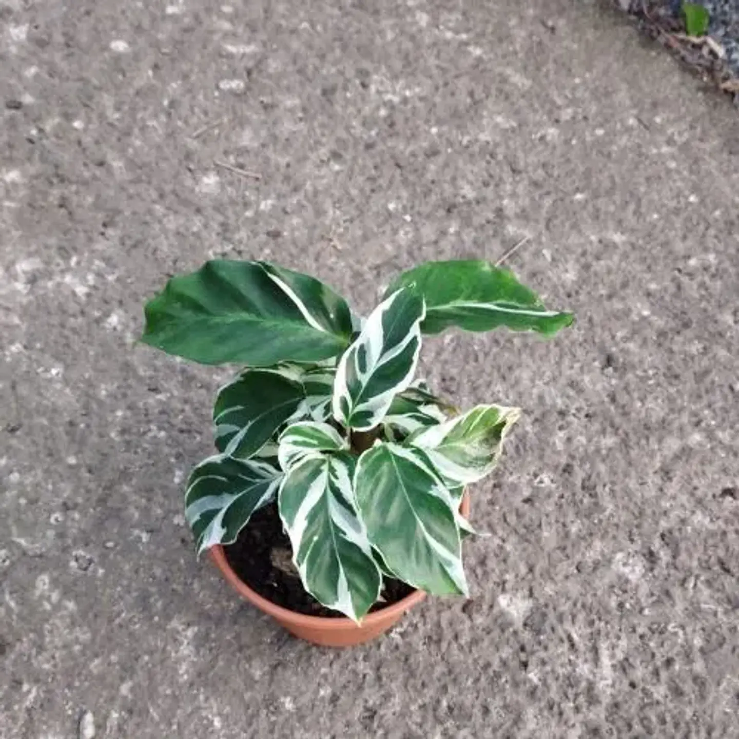 Calathea White Fussion  2