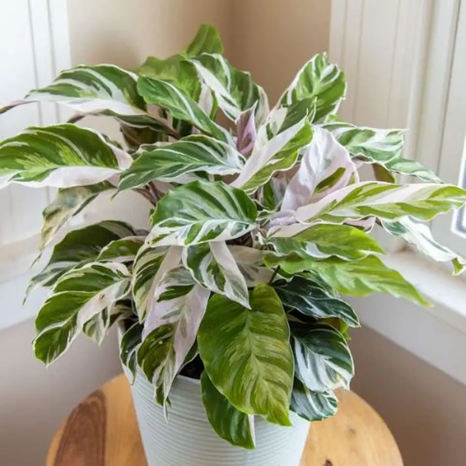 Calathea White Fussion  1
