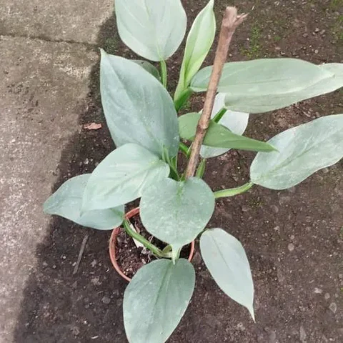 Philodendron Silver