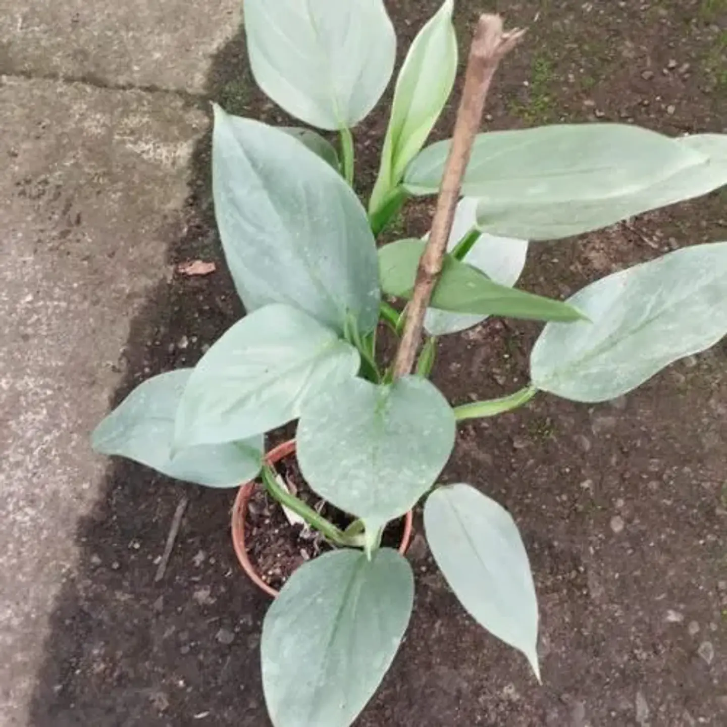 Philodendron Silver 2