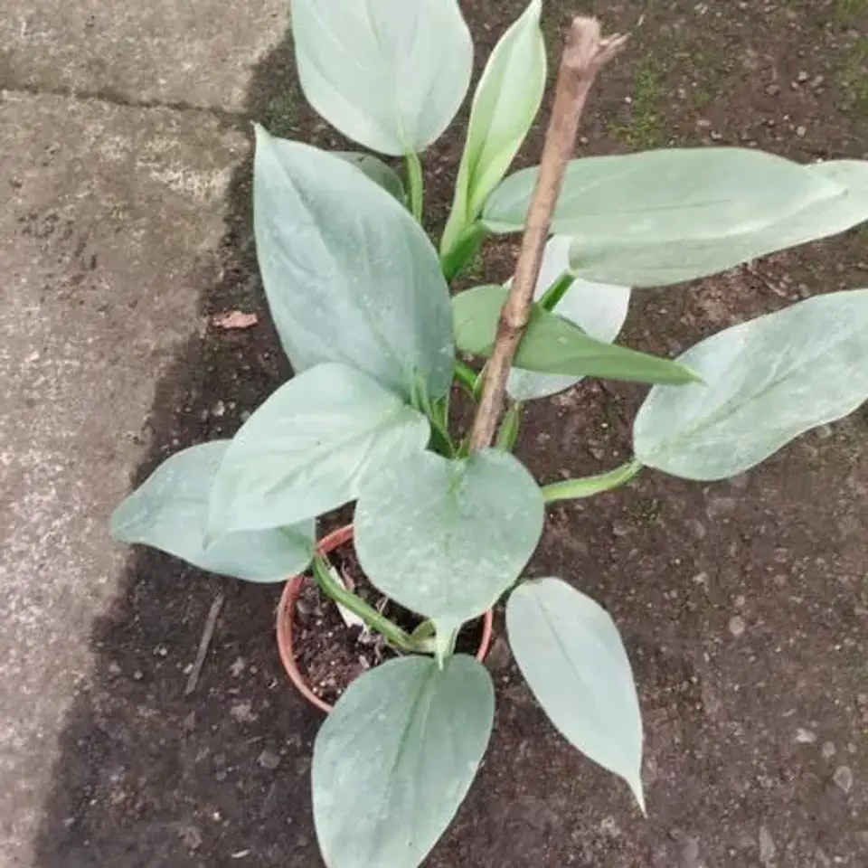 Philodendron Silver 2