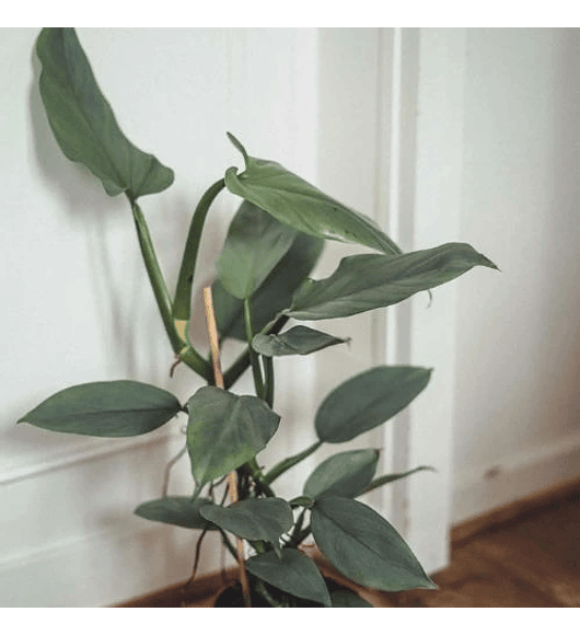 Philodendron Silver Sword