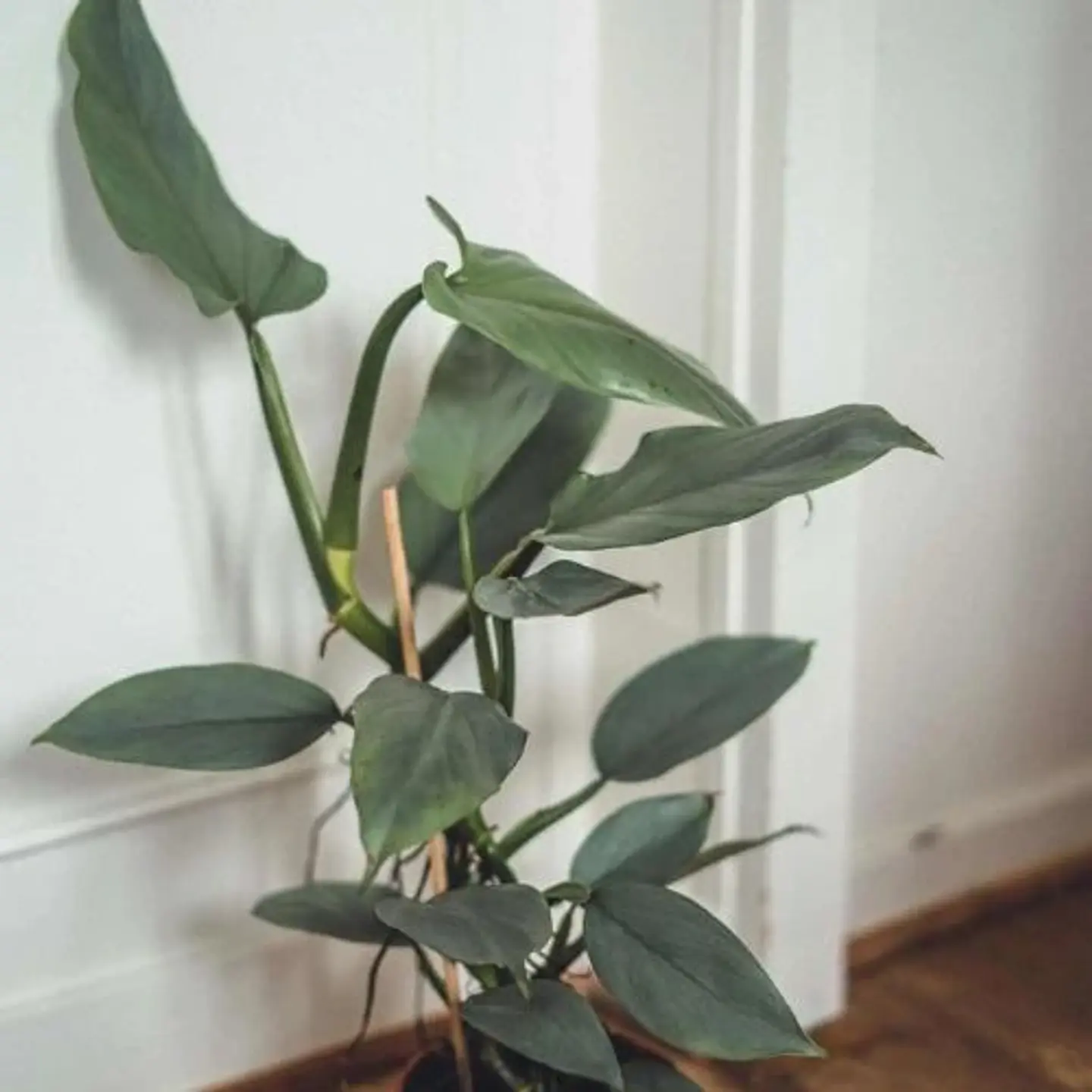 Philodendron Silver 1