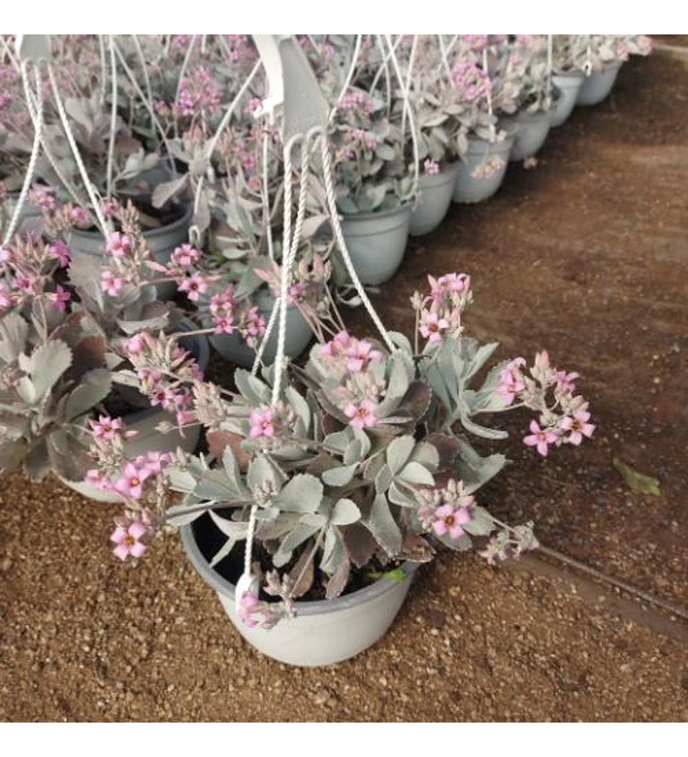 Kalanchoe Pumila