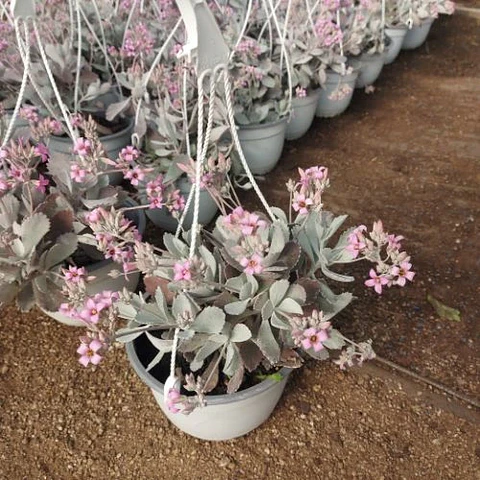 Kalanchoe Pumila