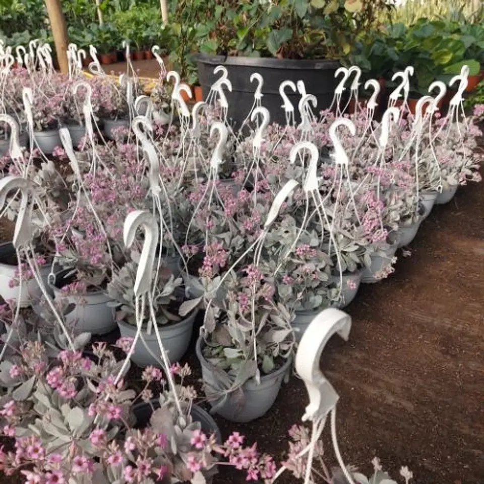 Kalanchoe Pumila 3
