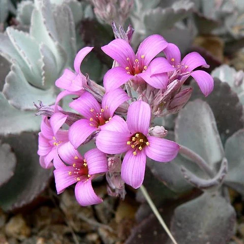 Kalanchoe Pumila