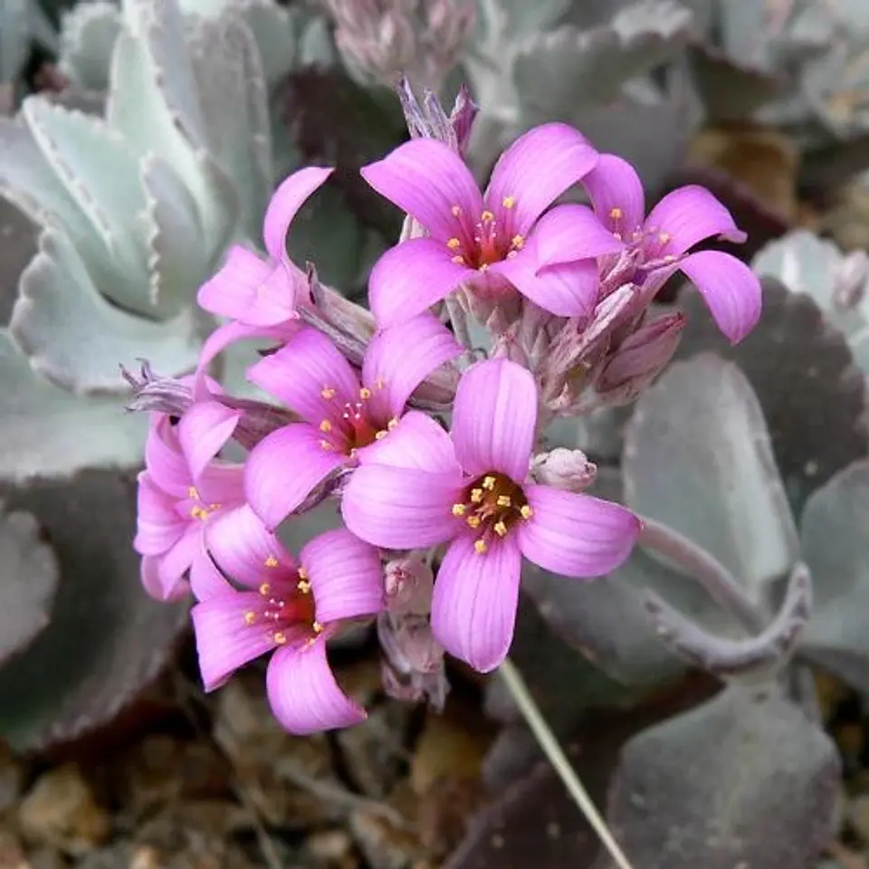 Kalanchoe Pumila 1