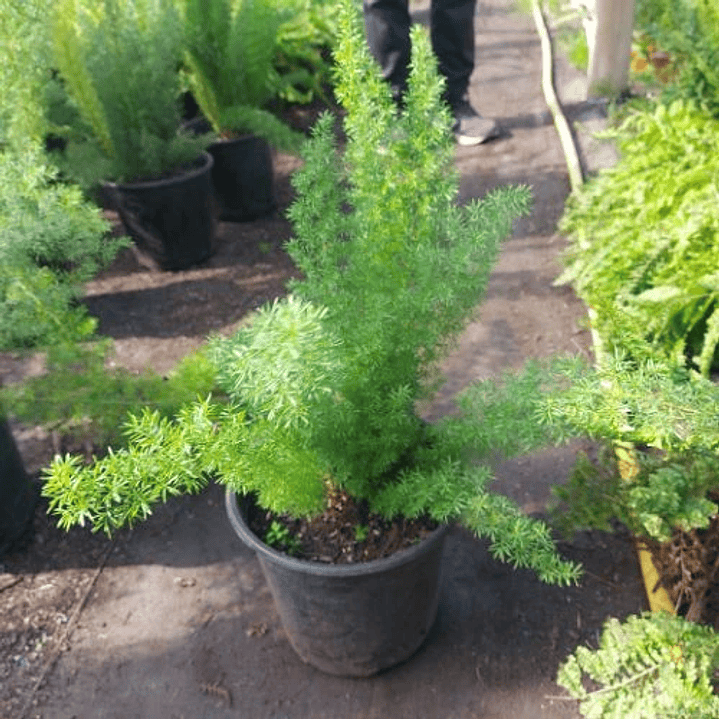 Helecho asparagus 4
