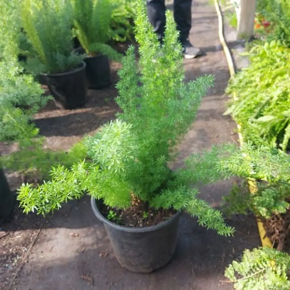 Helecho asparagus 4