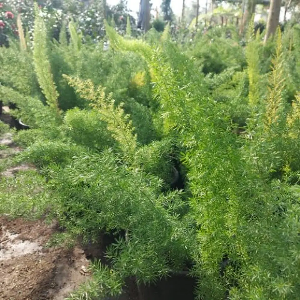 Helecho asparagus 5
