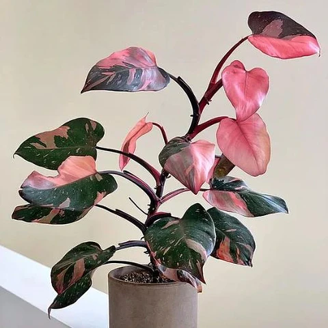 Philodendron Pink Princess