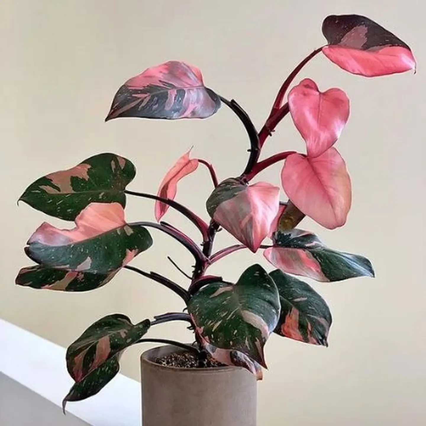 Philodendron Pink Princess 1