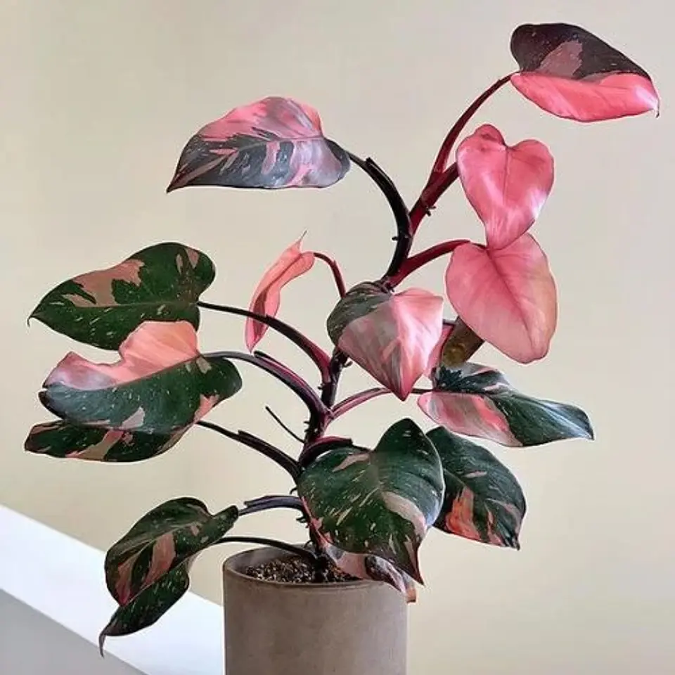 Philodendron Pink Princess 1