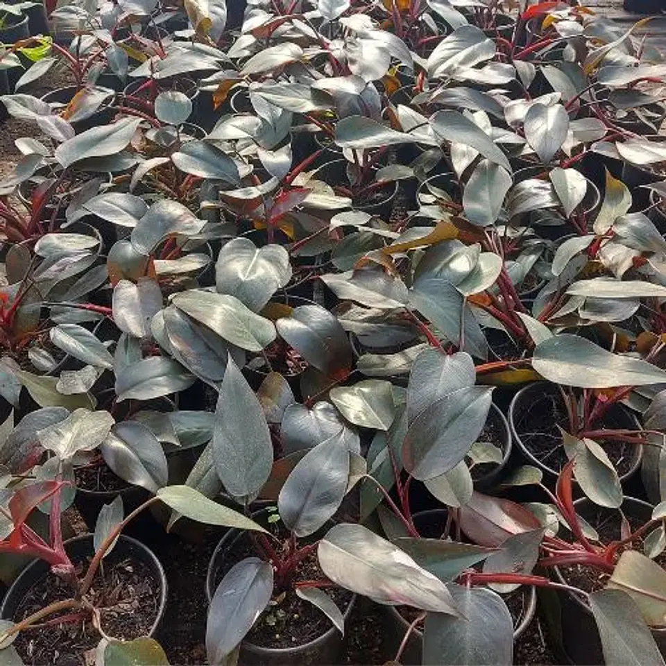 Philodendron Pink Princess 3