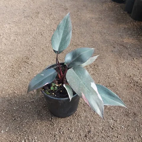 Philodendron Pink Princess