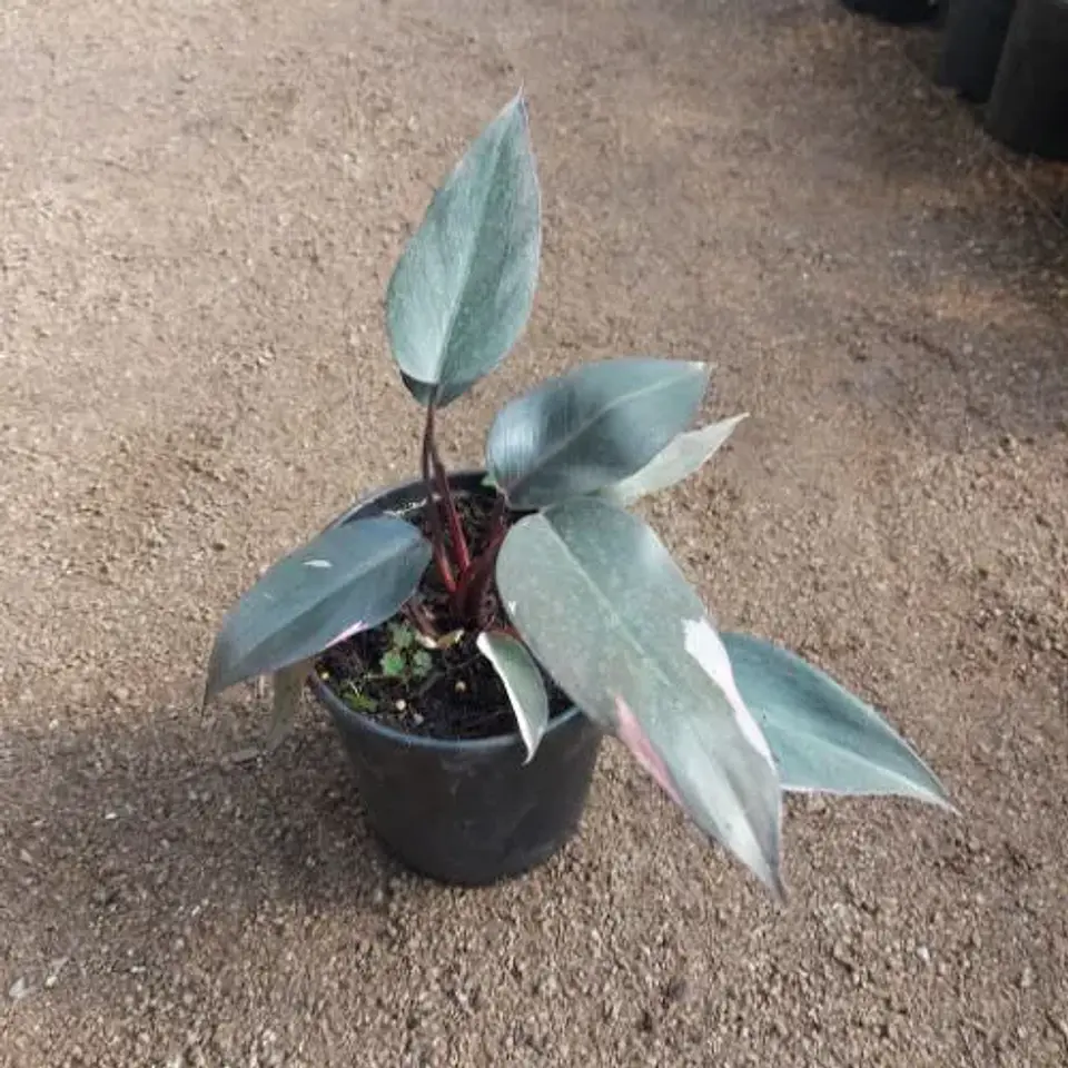 Philodendron Pink Princess 2