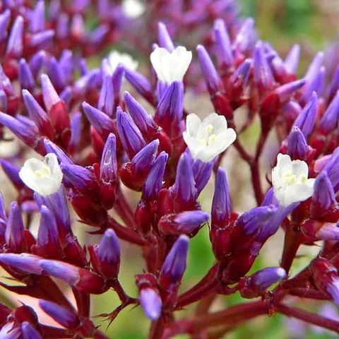Limonium Perezzi
