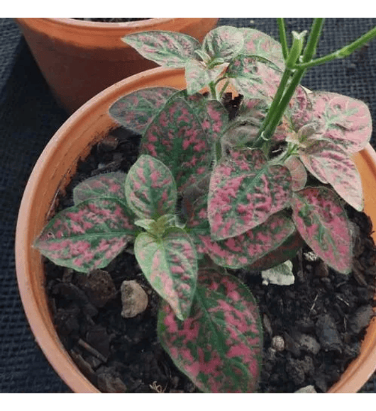 Hypoestes Lila