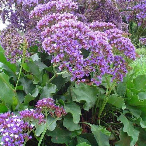 Limonium Perezzi
