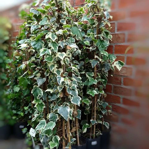 Hiedra Tutor Variegada