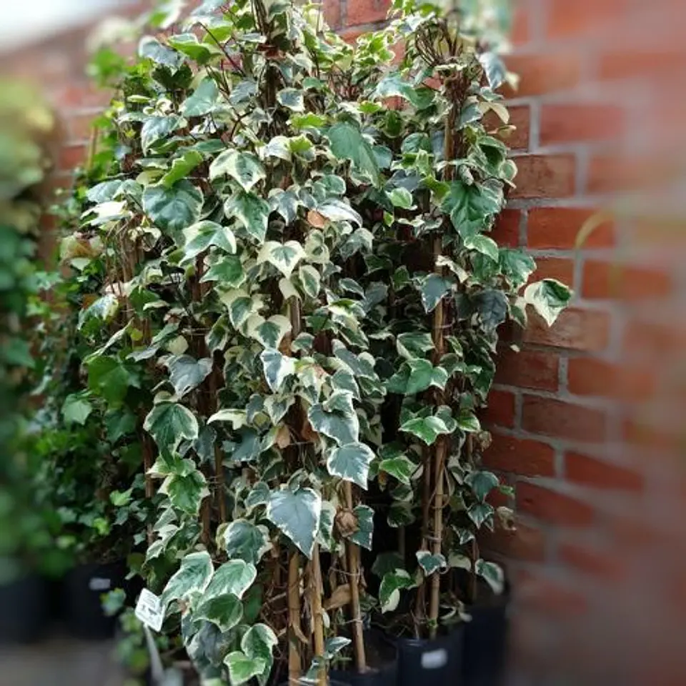 Hiedra Tutor Variegada 1