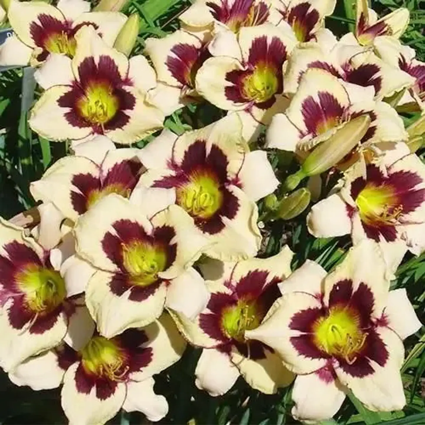Hemerocallis Moonlit Masquerade 2