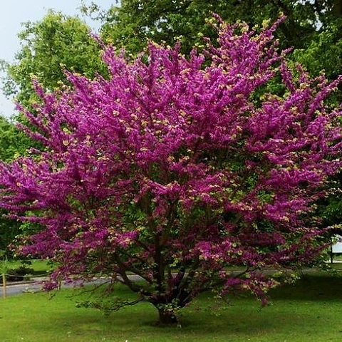 Árbol de Judea