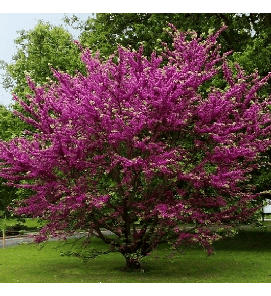 Árbol de Judea