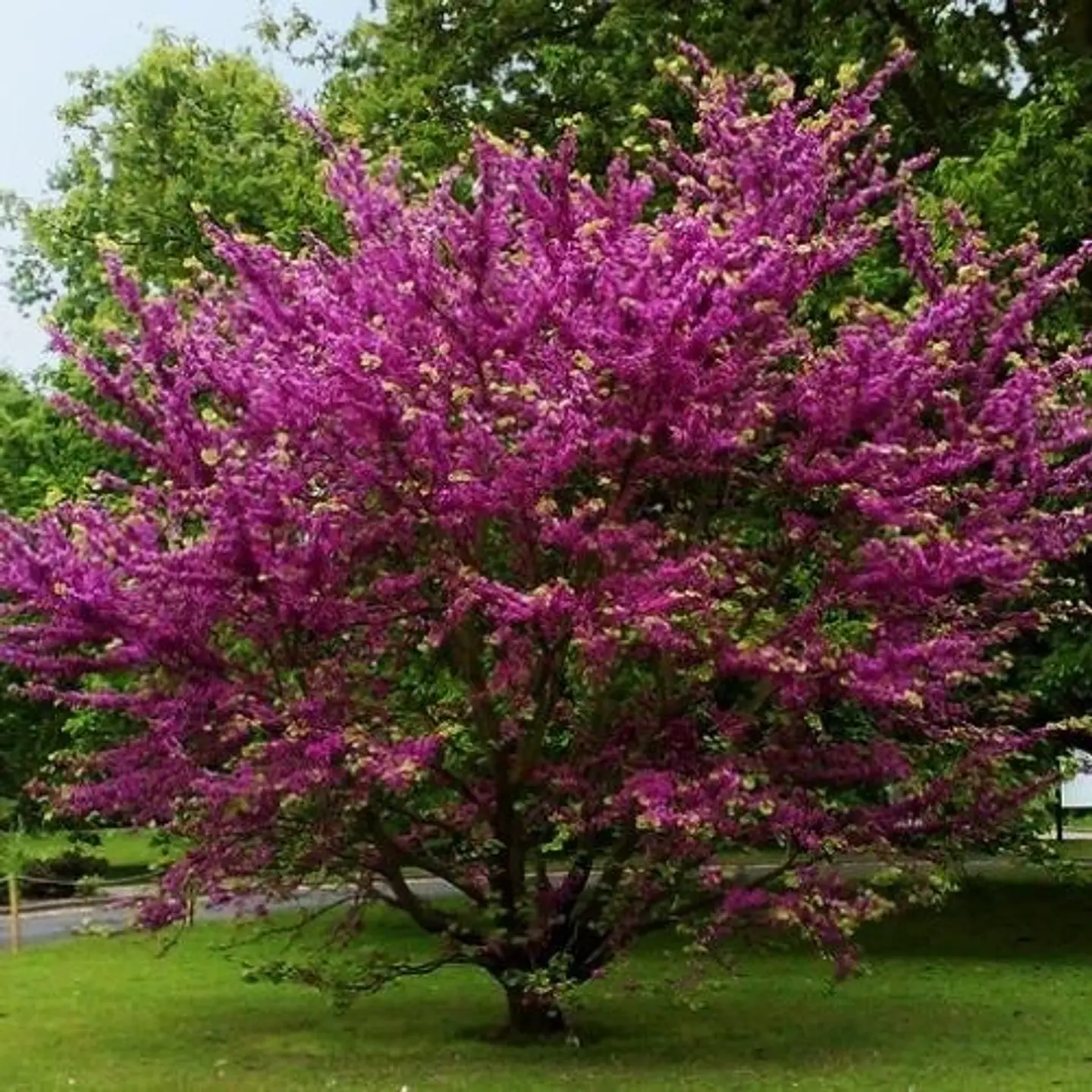 Árbol de Judea 1
