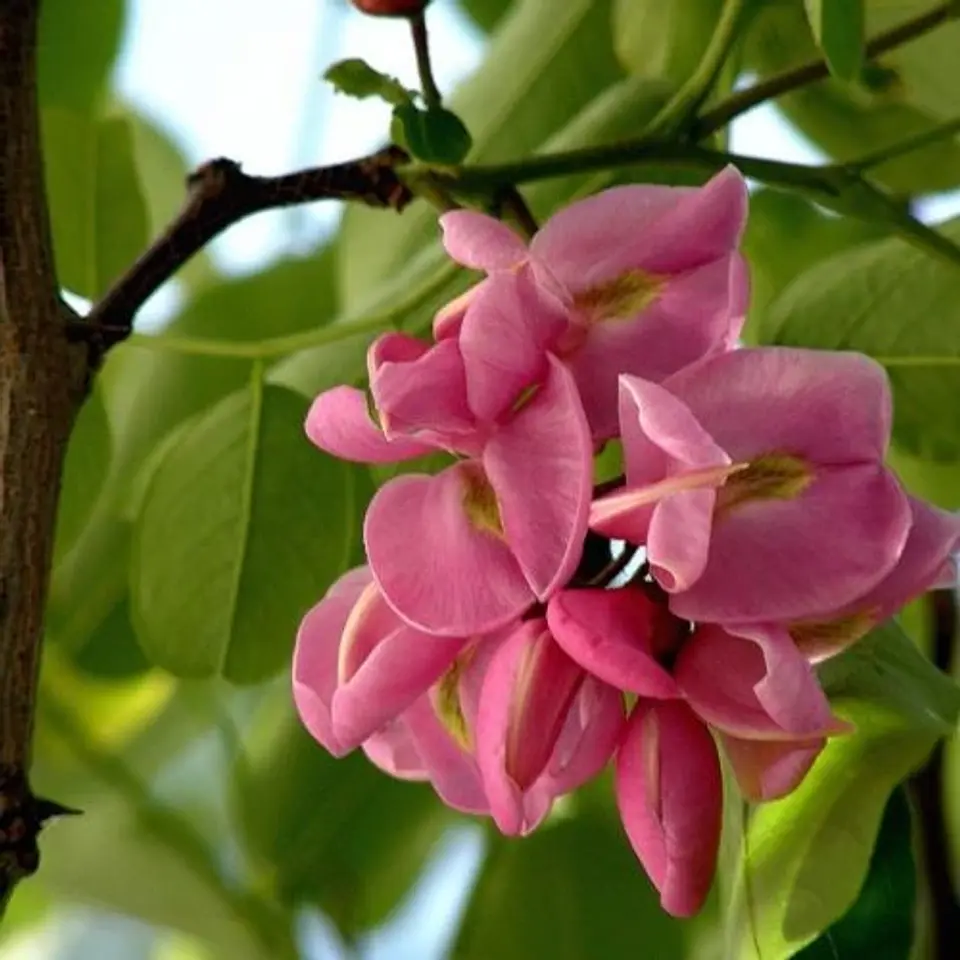 Árbol de Judea 2