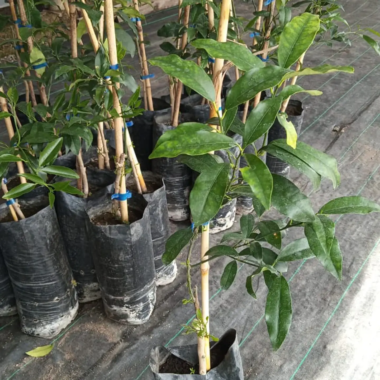 Kumquat 5