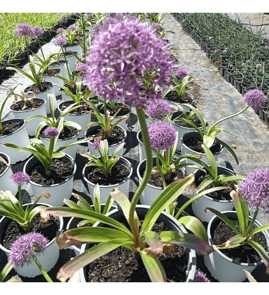 Allium Dutchman