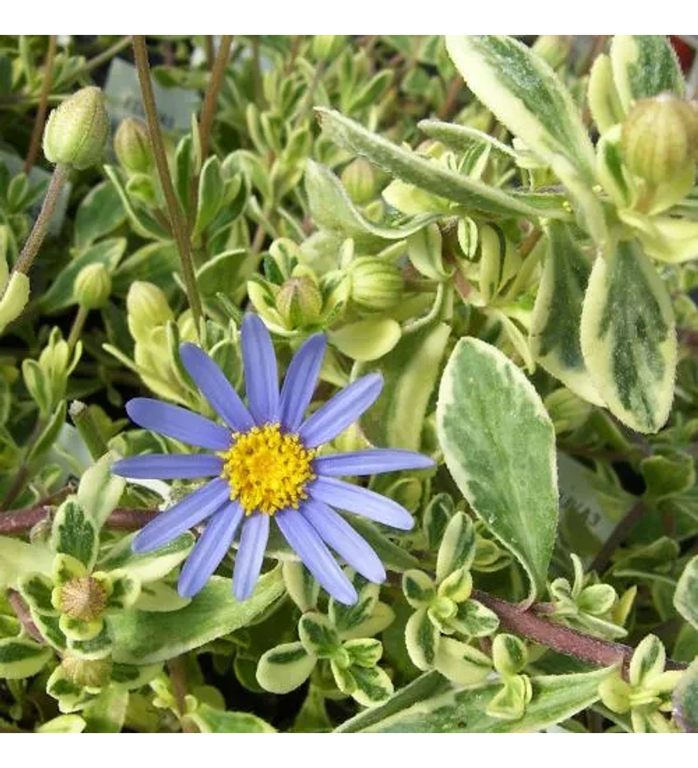 Agatea variegada 