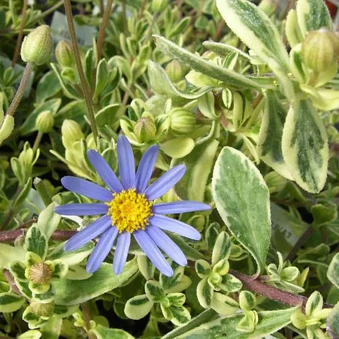 Agatea variegada 
