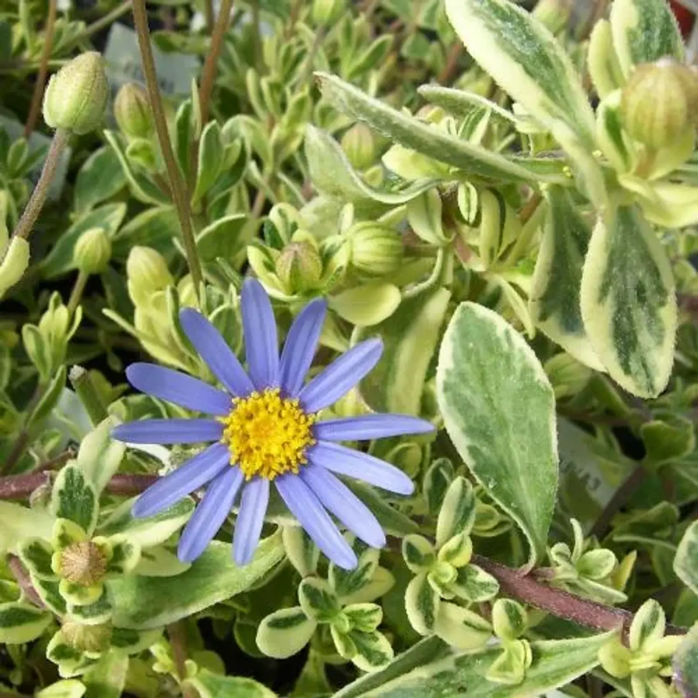 Agatea variegada  1
