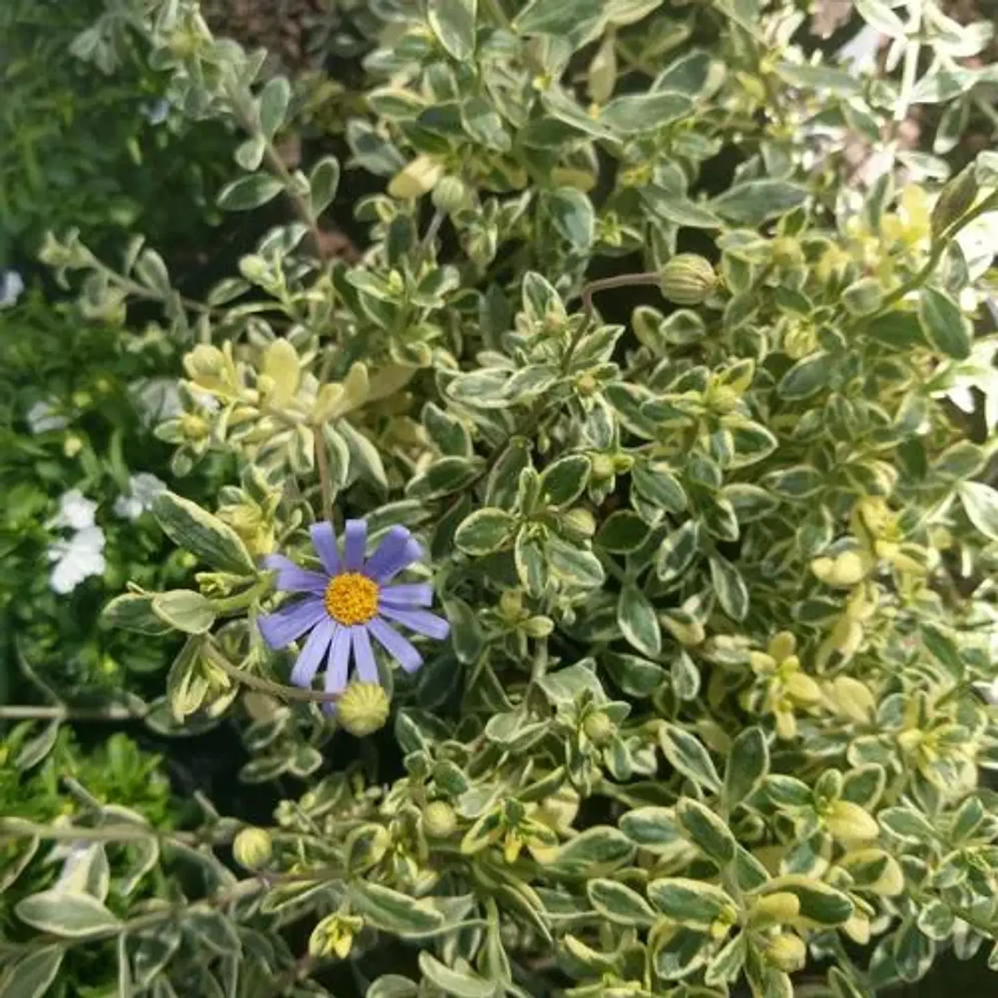 Agatea variegada  3