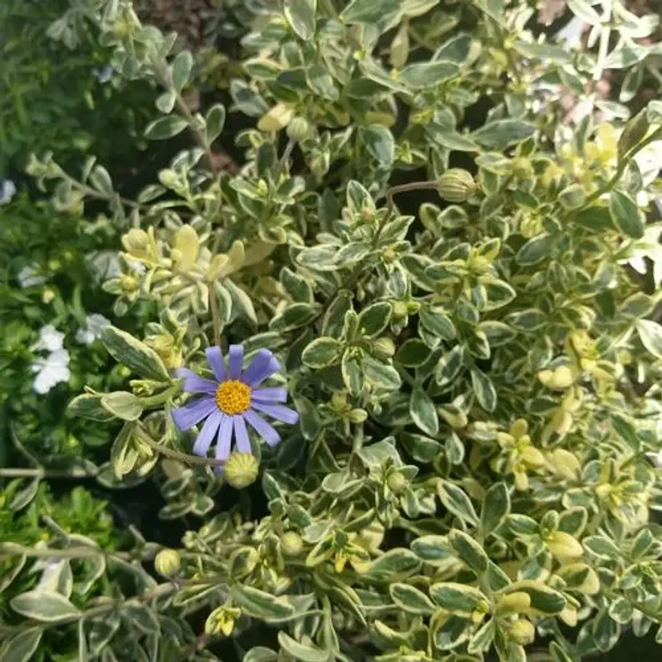 Agatea variegada  3