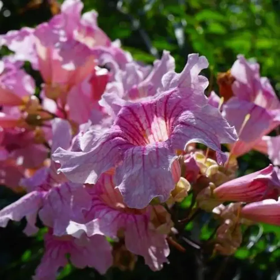 Bignonia Rosada 1