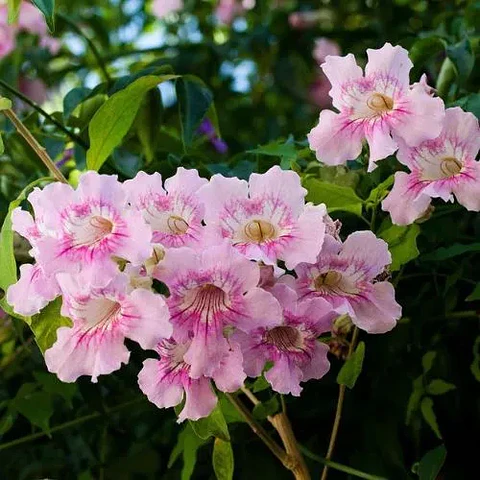 Bignonia Rosada