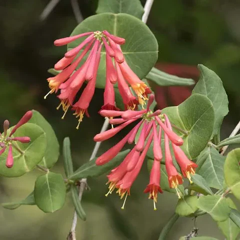 Madre Selva Roja
