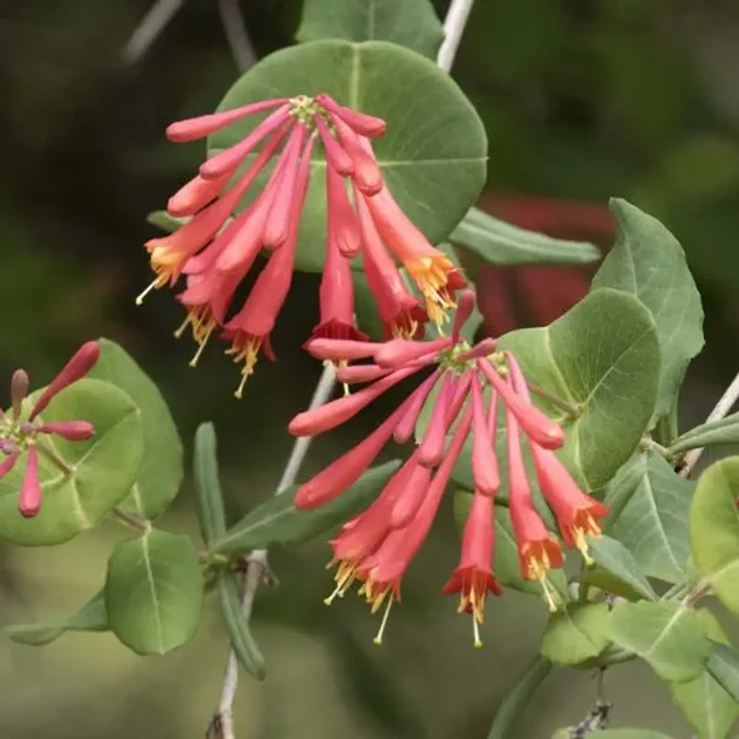 Madre Selva Roja 1