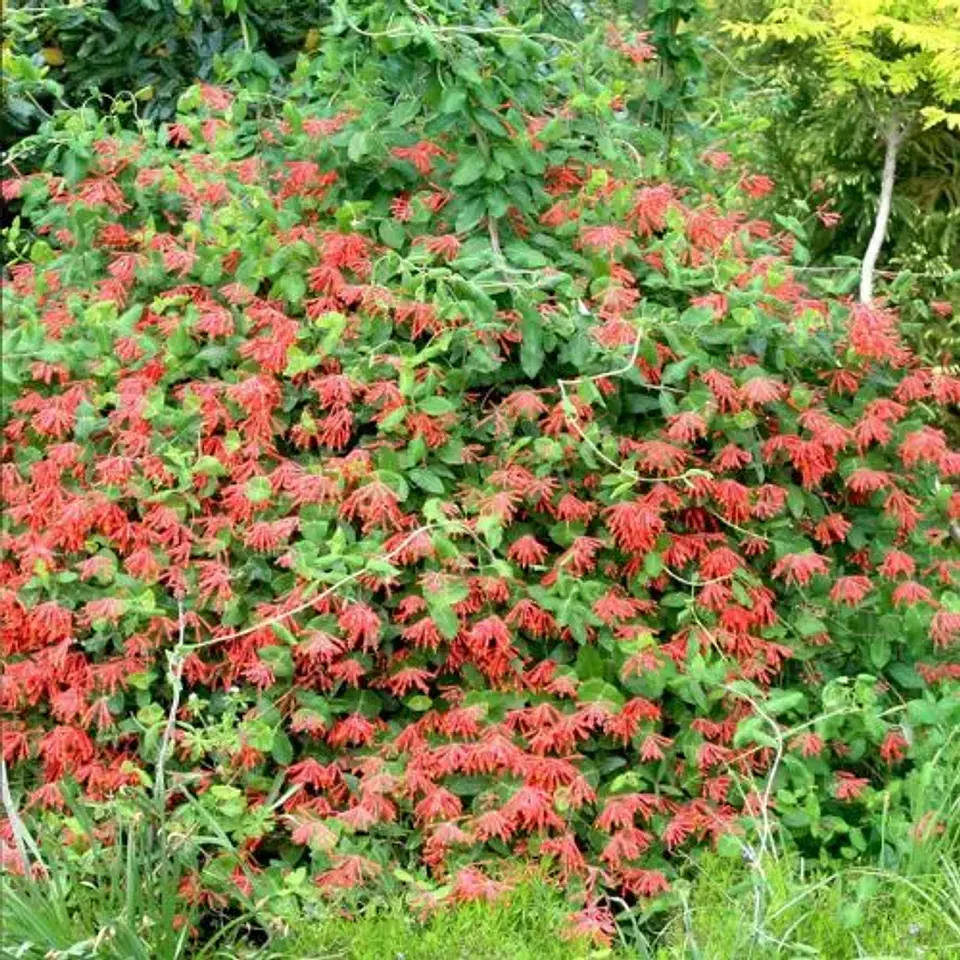 Madre Selva Roja 2