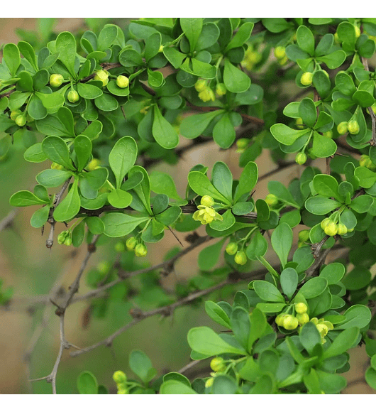 Berberis verde