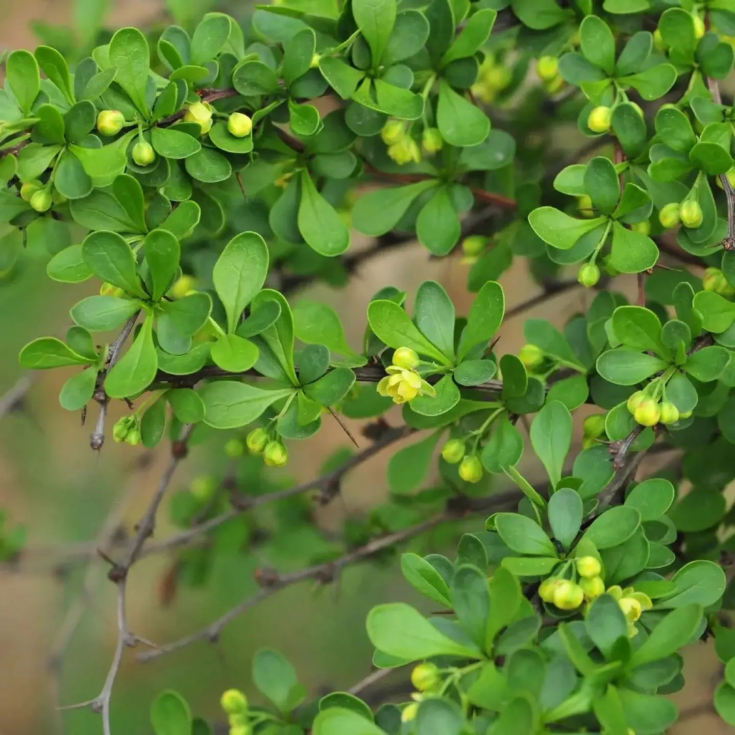Berberis verde 1