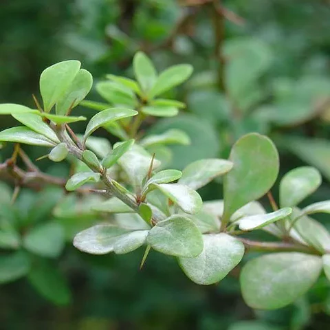 Berberis verde